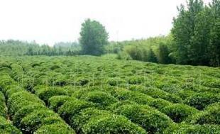 政和綠茶產品信息 價格、廠家及購買渠道全解析