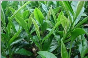 品味春意盎然 優質雨前綠茶的獨特魅力